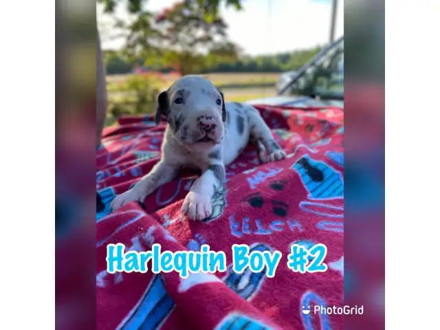 4 girls and 4 boys AKC Great Dane puppies for sale - 2/8