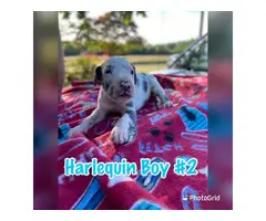 4 girls and 4 boys AKC Great Dane puppies for sale - 2