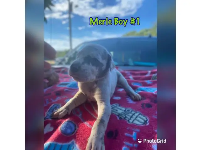 4 girls and 4 boys AKC Great Dane puppies for sale - 5/8