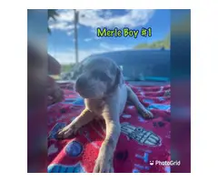 4 girls and 4 boys AKC Great Dane puppies for sale - 5