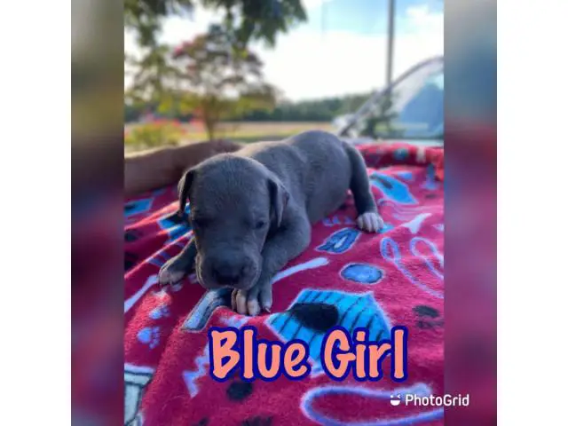 4 girls and 4 boys AKC Great Dane puppies for sale - 7/8