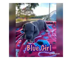 4 girls and 4 boys AKC Great Dane puppies for sale - 7