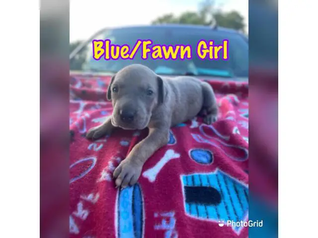 4 girls and 4 boys AKC Great Dane puppies for sale - 8/8