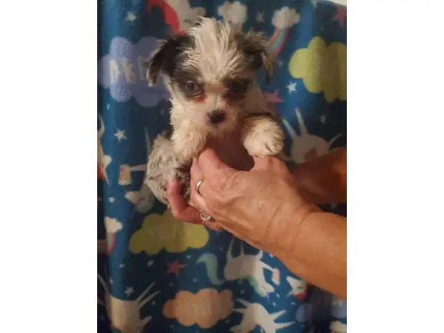 Two males Shorkie puppies for sale - 1/4