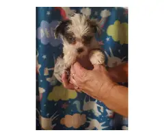 Two males Shorkie puppies for sale - 1