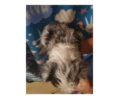 Two males Shorkie puppies for sale - 2