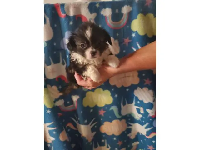 Two males Shorkie puppies for sale - 4/4