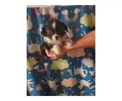 Two males Shorkie puppies for sale - 4