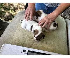 Brown and white Jack Russell Terrier puppies up for re-homing - 1