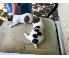 Brown and white Jack Russell Terrier puppies up for re-homing - 2