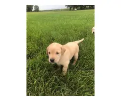 1 male and 3 females AKC Lab Puppies