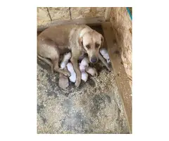 1 male and 3 females AKC Lab Puppies - 2