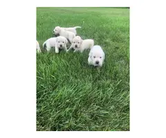 1 male and 3 females AKC Lab Puppies - 3