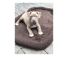 Two boys and four girls bully-pit puppies for sale