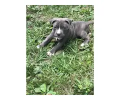 Two boys and four girls bully-pit puppies for sale