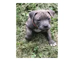 Two boys and four girls bully-pit puppies for sale - 6
