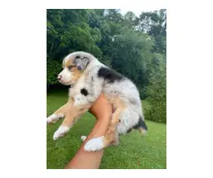 Two purebred lovely Aussie puppies for sale