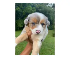 Two purebred lovely Aussie puppies for sale - 2