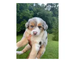 Two purebred lovely Aussie puppies for sale - 3