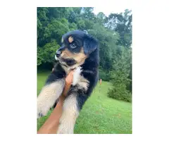 Two purebred lovely Aussie puppies for sale - 5