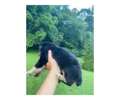 Two purebred lovely Aussie puppies for sale - 6
