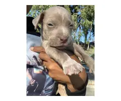 Pitbull puppy for sale - 2