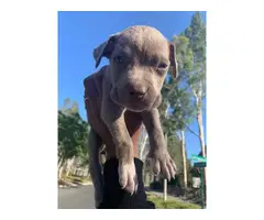 Pitbull puppy for sale - 3