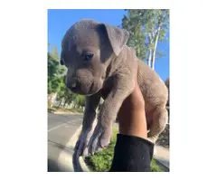Pitbull puppy for sale - 4