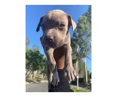 Pitbull puppy for sale - 5