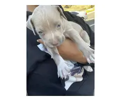 Pitbull puppy for sale - 6