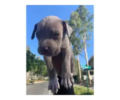 Pitbull puppy for sale - 7