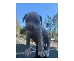 Pitbull puppy for sale - 8