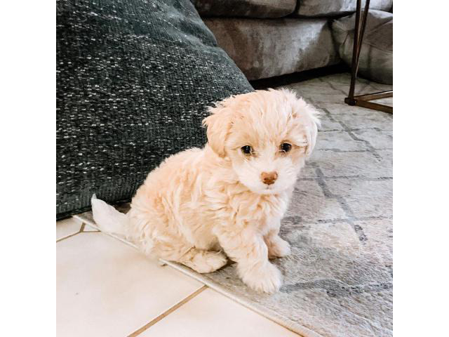 Adorable golden Maltipoo puppy for sale Bronx - Puppies for Sale Near Me
