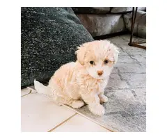 Adorable golden Maltipoo puppy for sale