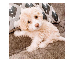 Adorable golden Maltipoo puppy for sale in Bronx, New York - Puppies