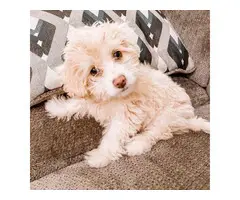 Adorable golden Maltipoo puppy for sale - 2