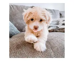 Adorable golden Maltipoo puppy for sale - 4