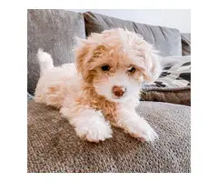 Adorable golden Maltipoo puppy for sale - 5
