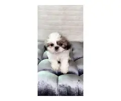 9 weeks old Shihtzu puppies for pick up only - 1