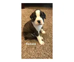 5 (five) boxer puppies looking for new homes