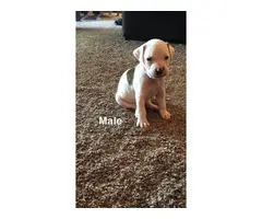 5 (five) boxer puppies looking for new homes - 2