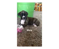 5 (five) boxer puppies looking for new homes - 4