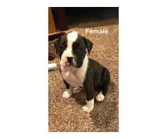 5 (five) boxer puppies looking for new homes - 5