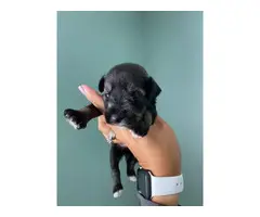 8 Miniature schnauzer puppies available