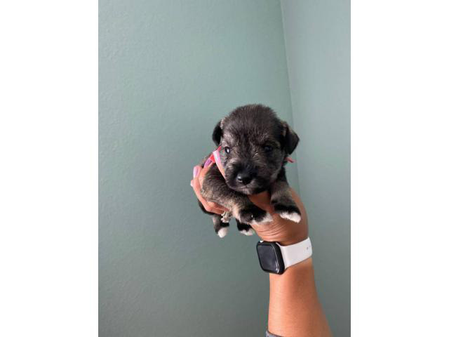 8 Miniature schnauzer puppies available in San Luis Obispo ...