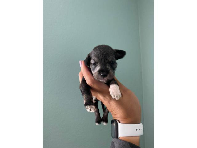 8 Miniature schnauzer puppies available San Luis Obispo - Puppies for ...