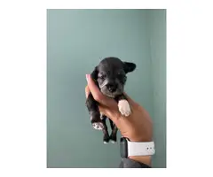 8 Miniature schnauzer puppies available - 7