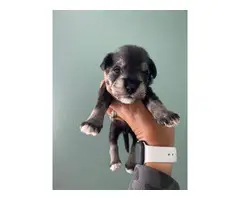8 Miniature schnauzer puppies available - 8
