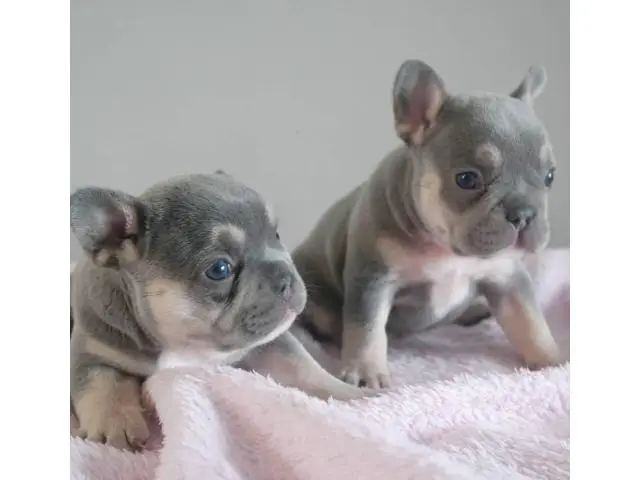 Four French Bulldog puppies