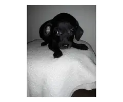 12 weeks old Chiweenie puppy in need of new homes - 4